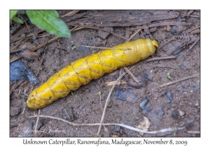 Unknown Caterpillar