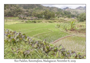 Rice Paddies