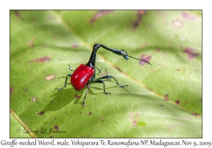 Giraffe-necked Weevil