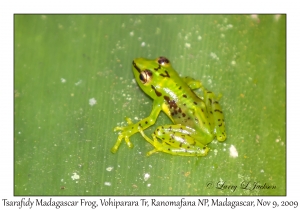 Tsarafidy Madagascar Frog