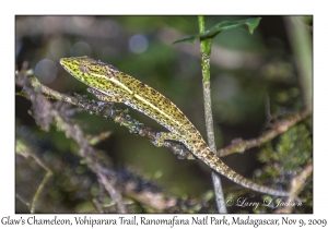 Glaw's Chameleon