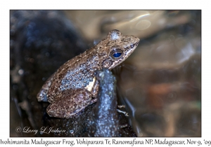 Ivohimanita Madagascar Frog