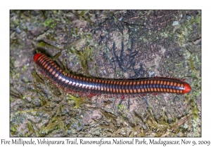 Fire Millipede