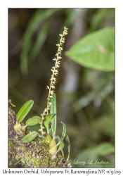 Unknown Orchid