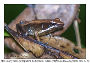 Mantidactylus melanopleura