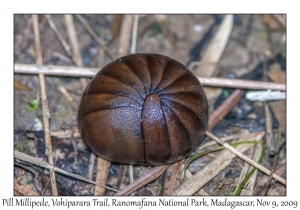Pill Millipede