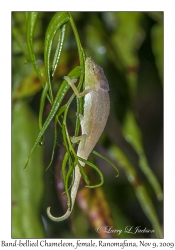 Band-bellied Chameleon