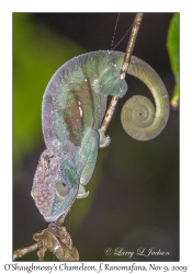 O'Shaughnessy's Chameleon