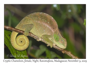 Cryptic Chameleon, female at night