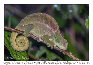 Cryptic Chameleon