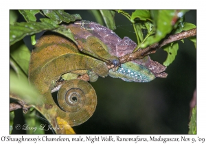 O'Shaughnessy's Chameleon