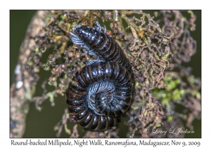 Round-backed Millipede