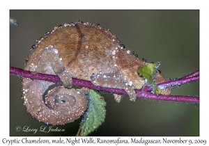 Cryptic Chameleon