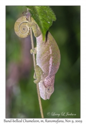 Band-bellied Chameleon
