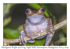 Madagascar Bright-eyed Frog