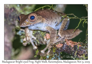 Madagascar Bright-eyed Frog