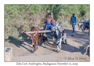 Zebu Cart