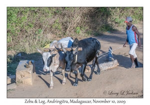 Zebu & Log