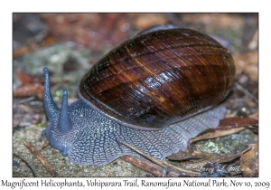 Magnificent Helicophanta