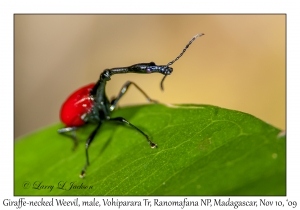 Giraffe-necked Weevil