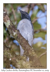 Ashy Cuckoo-shrike