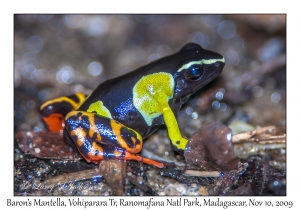Baron's Mantella