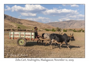 Zebu Cart