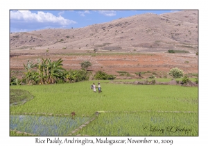 Rice Paddy