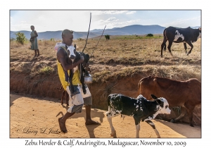 Zebu Herder