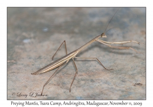 Preying Mantis