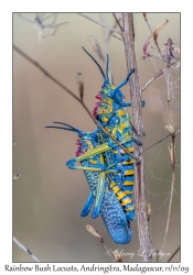 Rainbow Bush Locusts