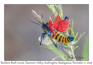 Rainbow Bush Locust