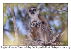 Ring-tailed Lemurs