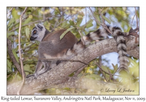 Ring-tailed Lemur