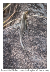 Broad-tailed Girdled Lizard