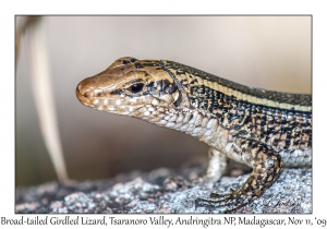 Broad-tailed Girdled Lizard