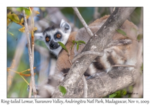 Ring-tailed Lemur