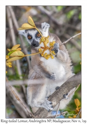 Ring-tailed Lemur