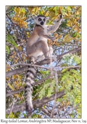 Ring-tailed Lemur