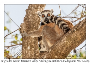 Ring-tailed Lemur