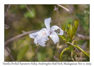 Vanilla Orchid