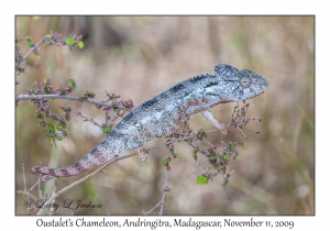 Oustalet's Chameleon