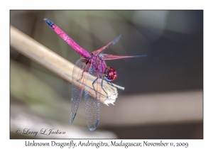 Unknown Dragonfly