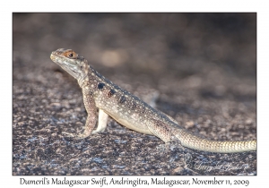 Dumeril's Madagascar Swift