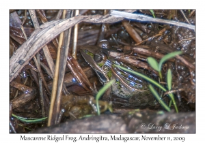 Mascarene Ridged Frog