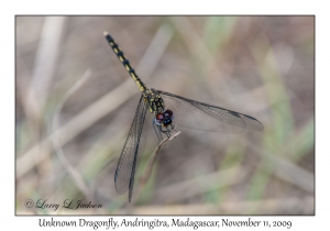 Unknown Dragonfly