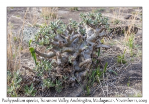 Pachypodium species