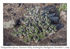 Pachypodium species