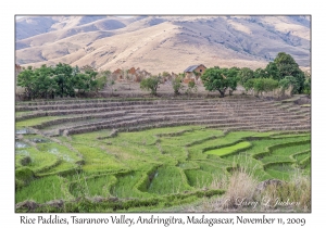 Rice Paddies