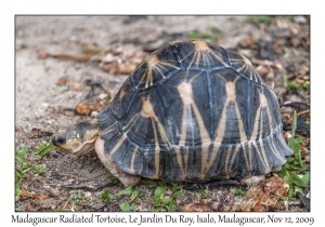Madagascar Radiated Tortoise